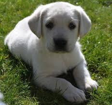 Puppys have arrived born jan, twelth akc chocolate labs puppies, sire is an english block head and dam is an american lab. Akc Ofa Cream White Lab Puppies For Sale In Sacramento California Classified Americanlisted Com