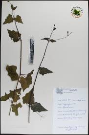 Image result for Commicarpus chinensis