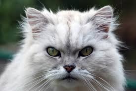 Populer Kedi Chinchilla