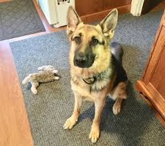 We serve the midwest region of the united states including indiana, michigan and ohio with our amazing gsd puppies. Abandoned German Shepherd Finds Second Chance At Love And Family Send Us Your Pet Rescue Stories Cleveland Com