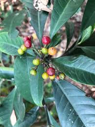 Image result for Psychotria moninensis