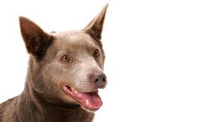 Australian Kelpie Breed Information Australian Kelpie Cute Funny Dogs Breeds