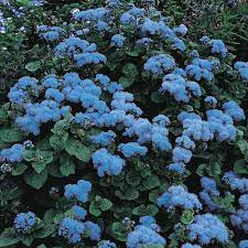 Ageratum Houstonianum Blue Mink Half Hardy Annual Seeds Thompson Morgan Front Garden Oak Garden Or Crock Blue Plants Purple Plants Wildflower Garden