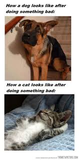 Cats Don T Care Funny Animals Funny Animal Pictures Funny Dogs