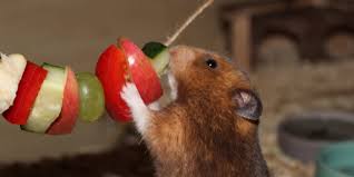 Was Essen Hamster Am Liebsten Tipps Fur Gesunde Leckerlies