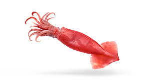 United pacific forest products understands the pallet manufacturing and shipping industry inside and out. Squid Buy Squid In Clackamas Or United States From Pacific Seafood Group