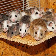 5 Simple Ways To Get Rid Of Mice Without Killing Them Dengarden