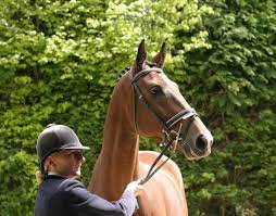 AP Equestrian