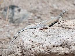 Image result for Dinebra caudata