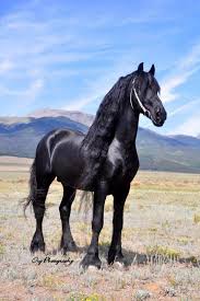 The cheapest offer starts at £30. Maiko 373 Sport Imp 1st And Only Kpfs Approved Friesian Stallion Friesians For Sale In Australia Horse Breeds Horses Beautiful Horses