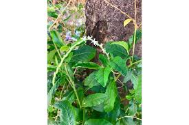 Image result for Petiveria alliacea