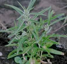 Image result for Enicostema