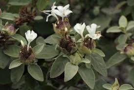 Image result for Turraea fischeri