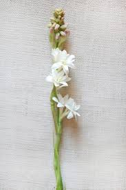 Pin On Flowers