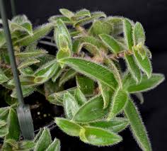 Image result for Cyanotis