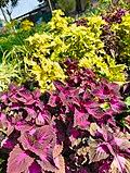 Image result for Coleus kapatensis