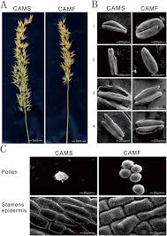 Save save sk fkpm for later. Deciphering The Dynamic Gene Expression Patterns Of Pollen Abortion In A Male Sterile Line Of Avena Sativa Through Transcriptome Analysis At Different Developmental Stages Springerlink