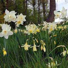 Narcissus Sailboat Daffodil Sailboat Jonquil Sailboat Jonquil Daffodils Jonquilla Daffodils Spring Bulbs Spring F Daffodils Jonquil Flowers Narcissus
