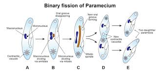 Reproduction in Paramecium - Microbe Notes