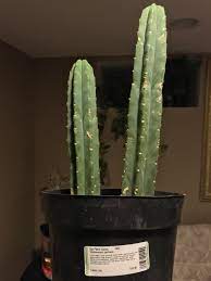 * our san pedro cactus plants are located in climate zone 9, as in the san pedro's natural habitat. Went To Home Depot For Vines Found A San Pedro Druggardening
