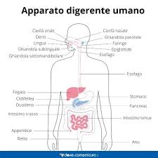 Leggi la voce apparato digerente sul dizionario della salute. Apparato Digerente Organi Funzioni E Cure