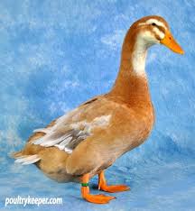 Saxony Ducks Duck Breeds Duck Breeds Duck And Ducklings Poultry Breeds
