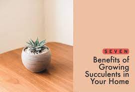6 marvellous beauty and health benefits of cactus flower think about cactus and this image bursts up in our mind which is a spiked plant with no flowers and cactus contains more than 2000 varieties which develop in different shapes and sizes. 7 Benefits Of Growing Succulents In Your Home