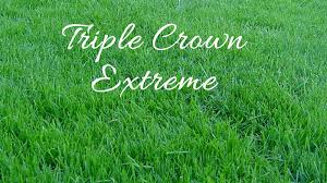 S&s seeds' extensive wildland collections of native plant seed and our production fields allow us to offer more than 1000 species including native grasses, wildflowers and shrubs. Drought Tolerant Turf Options California