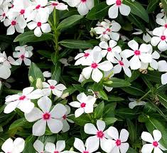 Image result for Catharanthus