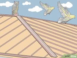 3 Manieres De Empecher Des Oiseaux De Se Poser Sur Un Toit
