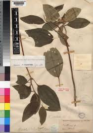 Image result for Melastomastrum segregatum