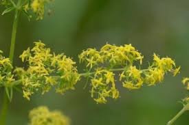 Image result for Galium verum