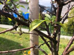 Image result for Metasphaeria diplodiella