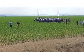 La vremea treieratului, insula devine ca un stup. Insula Mare A Brailei Lumea Satului