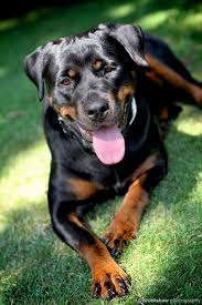 Wire transfer, moneygrams, money orders, cashier checks, shipping, escrow, transaction protection, guarantee. 18 Rottweiler Lab Mix Ideas Rottweiler Rottweiler Mix Rottweiler Puppies