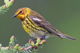 Birds Of A Feather 2019 Cast Spruce Woods Warblers Revisited 60 Years Later The Cast Of Characters Has Changed Birds Animals Ornithology