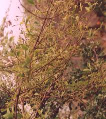 Image result for Pisonia aculeata