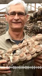Delved deep into the world of Agarikon, Turkey Tail, Lion's Mane,  psilocybin mushrooms, and the incredible benefits mushrooms offer for  immunity