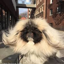 Inflammation or scarring is not usually present. Wonton Soup The Pekingese Dog Is Taking The Internet By Storm For His Furry Coat Daily Mail Online
