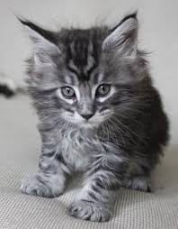 Black And Grey Tabby Kittens Pin On Maine Coon Cats