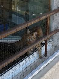 Menteseli Sineklik Stor Sineklik Pileli Sineklik Surme Sineklik Kedi Sinekligi Kedi Guzel Kediler Kopek
