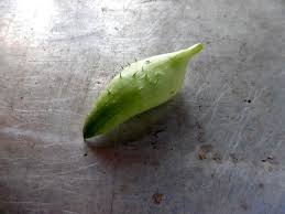 Inka Gurke Cyclanthera Pedata Gartenbob De Der Garten Ratgeber Inka Gurke Gurke Inka