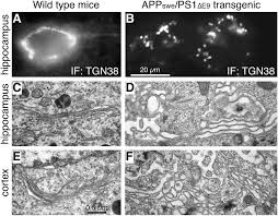 Ab Induced Golgi Fragmentation In Alzheimer S Disease Enhances Ab Production Pnas