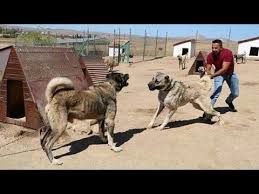 Disi Kangal Yerinde Duramadi Ve Saldirdi 18 Izlemeden Gecme Youtube