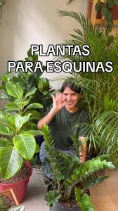 ¿Creamos rincones verdes? 💚 www.lumiki.pe #plantasenlima#plantasdeinterior  #plantasdesoldirecto #plantasornamentales #macetasenlima #palmerahawaiana  #ficuslyrata #ficuselastica #zamioculcas ...