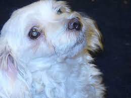 My Maltese She Doesn T See Very Well Due To Cataracts White Spot On Her Eye Is Very Noticeable In This Picture She S Abou Dogs Small Small Breed Little Dog