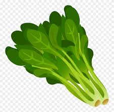 Lettuce Clipart Png Download 183611 Pinclipart Explore the 39+ collection of salad clipart images at getdrawings. lettuce clipart png download 183611