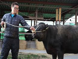 Se trata de una carne exclusiva por el trato que se les da a las vacas durante la crianza, las cabezas tienen certificado de nacimiento, son alimentadas con dentro de las carnes de raza wagyu una de las más conocidas es la kobe, una denominación de origen que. Kobe O Wagyu Cual Es La Diferencia Todo Sobre La Carne Mas Famosa