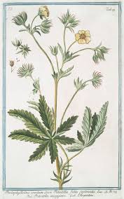 Image result for Pentas micrantha