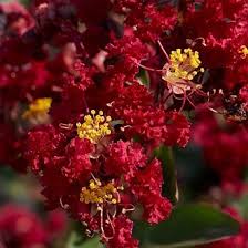 Garnet Queen Emerald Empire Crapemyrtle Emerald Empire